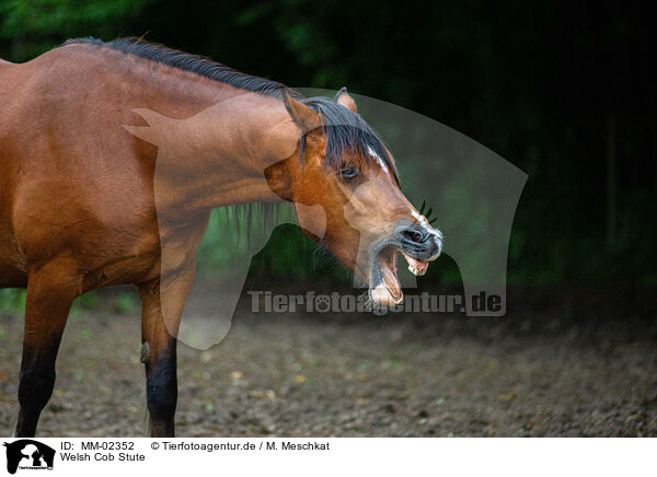 Welsh Cob Stute / Welsh Cob mare / MM-02352