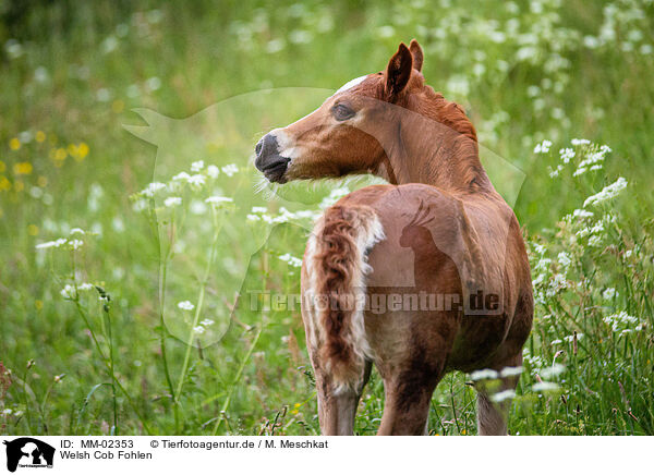 Welsh Cob Fohlen / Welsh Cob foal / MM-02353