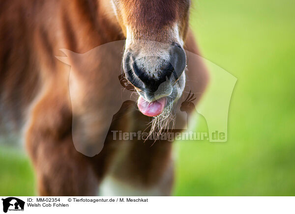 Welsh Cob Fohlen / Welsh Cob foal / MM-02354