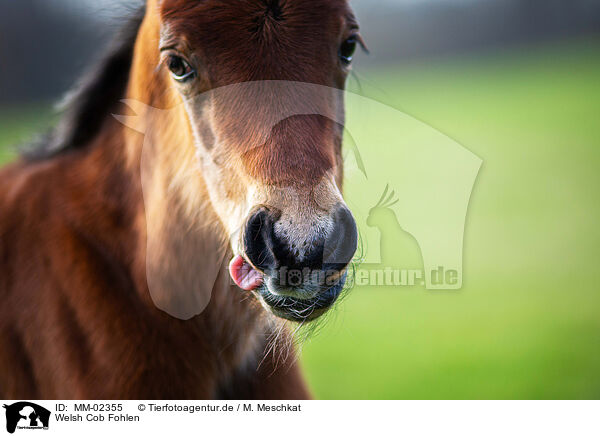 Welsh Cob Fohlen / Welsh Cob foal / MM-02355