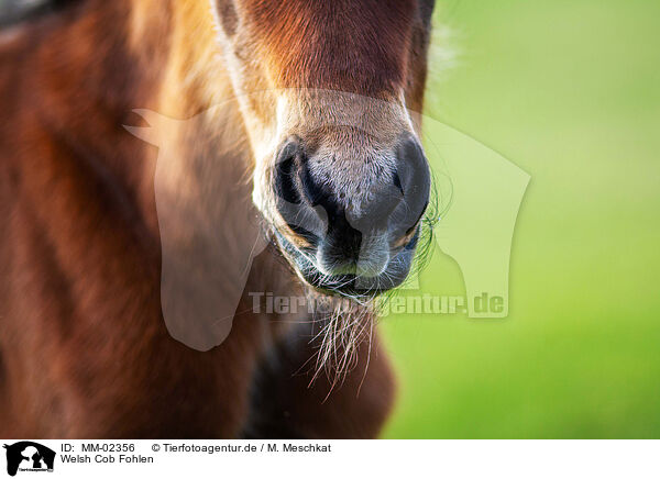 Welsh Cob Fohlen / Welsh Cob foal / MM-02356