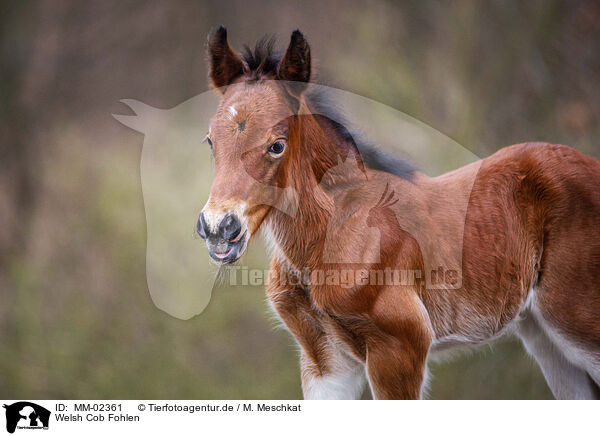 Welsh Cob Fohlen / MM-02361