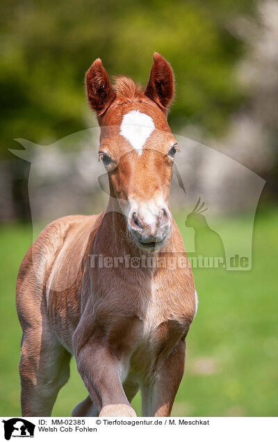 Welsh Cob Fohlen / Welsh Cob foal / MM-02385