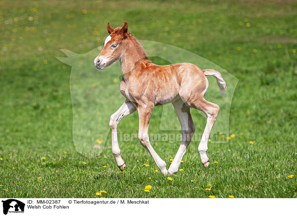 Welsh Cob Fohlen / Welsh Cob foal / MM-02387