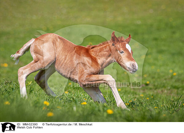 Welsh Cob Fohlen / Welsh Cob foal / MM-02390