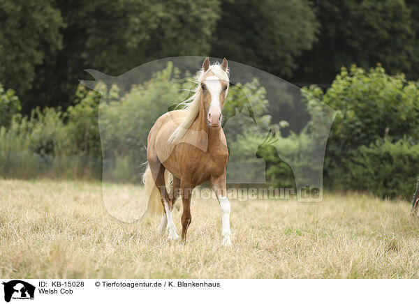 Welsh Cob / Welsh Cob / KB-15028