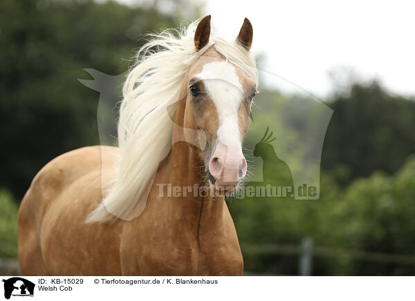 Welsh Cob / Welsh Cob / KB-15029