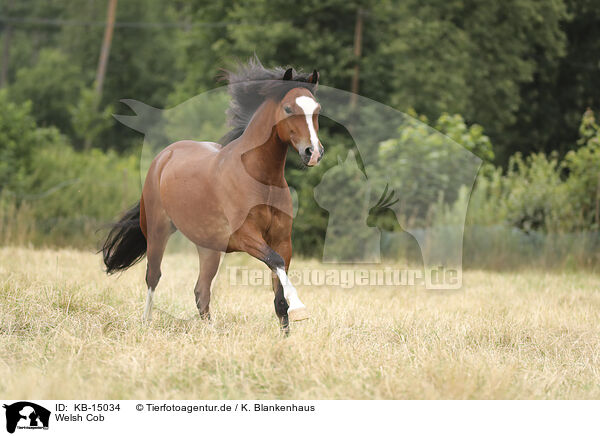 Welsh Cob / Welsh Cob / KB-15034