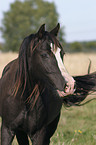 Welsh Cob