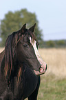 Welsh Cob