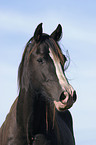 Welsh Cob