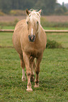 Welsh Cob auf der Koppel