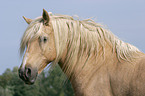 Welsh Cob im Portrait