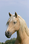 Welsh Cob im Portrait