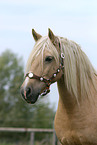 Welsh Cob im Portrait