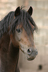 Welsh Cob im Portrait