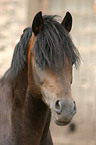 Welsh Cob im Portrait