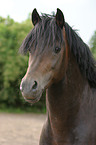 Welsh Cob im Portrait