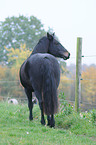 Welsh Cob