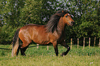 trabender Welsh-Cob