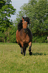 trabender Welsh-Cob