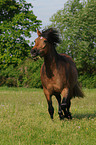 trabender Welsh-Cob