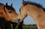 Welsh-Cob D