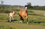 trabende Welsh-Cob D