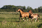 galoppierende Welsh-Cob D