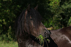 Welsh-Cob D Portrait