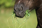 Welsh-Cob D