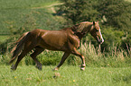 trabender Welsh-Cob