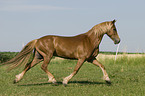 trabender Welsh-Cob