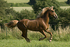 galoppierender Welsh-Cob