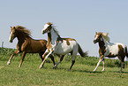 galoppierende Pferde