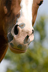 Welsh-Cob PoMaul