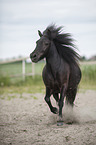 trabender Welsh-Cob