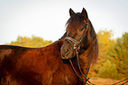 Welsh Cob Portrait