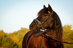 Welsh Cob Portrait