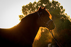 Welsh Cob Portrait