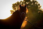 Welsh Cob Portrait