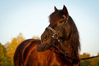 Welsh Cob Portrait