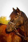 Welsh Cob Portrait