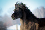 Welsh Cob Portrait