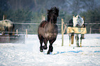 rennender Welsh Cob