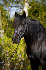 Welsh Cob Portrait