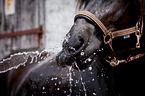 Welsh Cob Maul