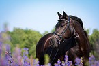 Welsh Cob Portrait