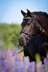 Welsh Cob Portrait