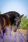 Welsh Cob Portrait